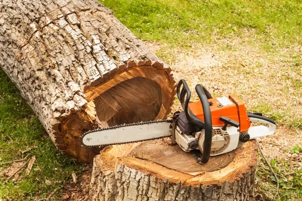 Milwaukee & Wausau Area Tree and Stump Removal