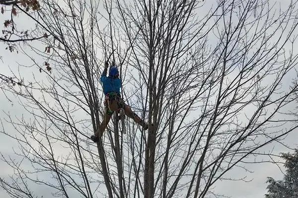 Tree and Shrub Pruning in Mosinee, WI