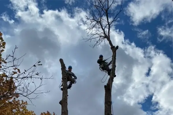 Tree and Stump Removal in Mosinee, WI