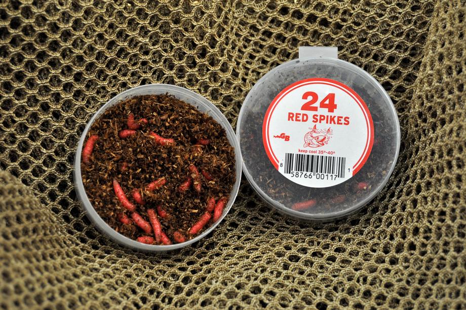 Spikes for Sale Gollon Brothers Wholesale Live Bait