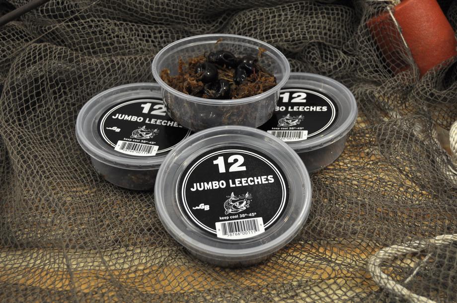 Live leeches by the dozen Clearance